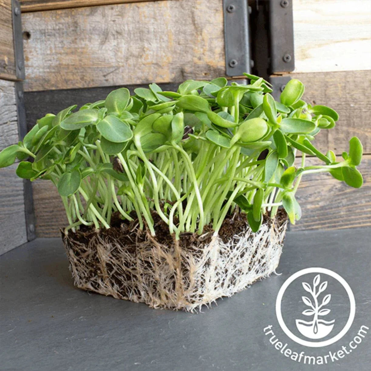 Sunflower microgreen 4oz
