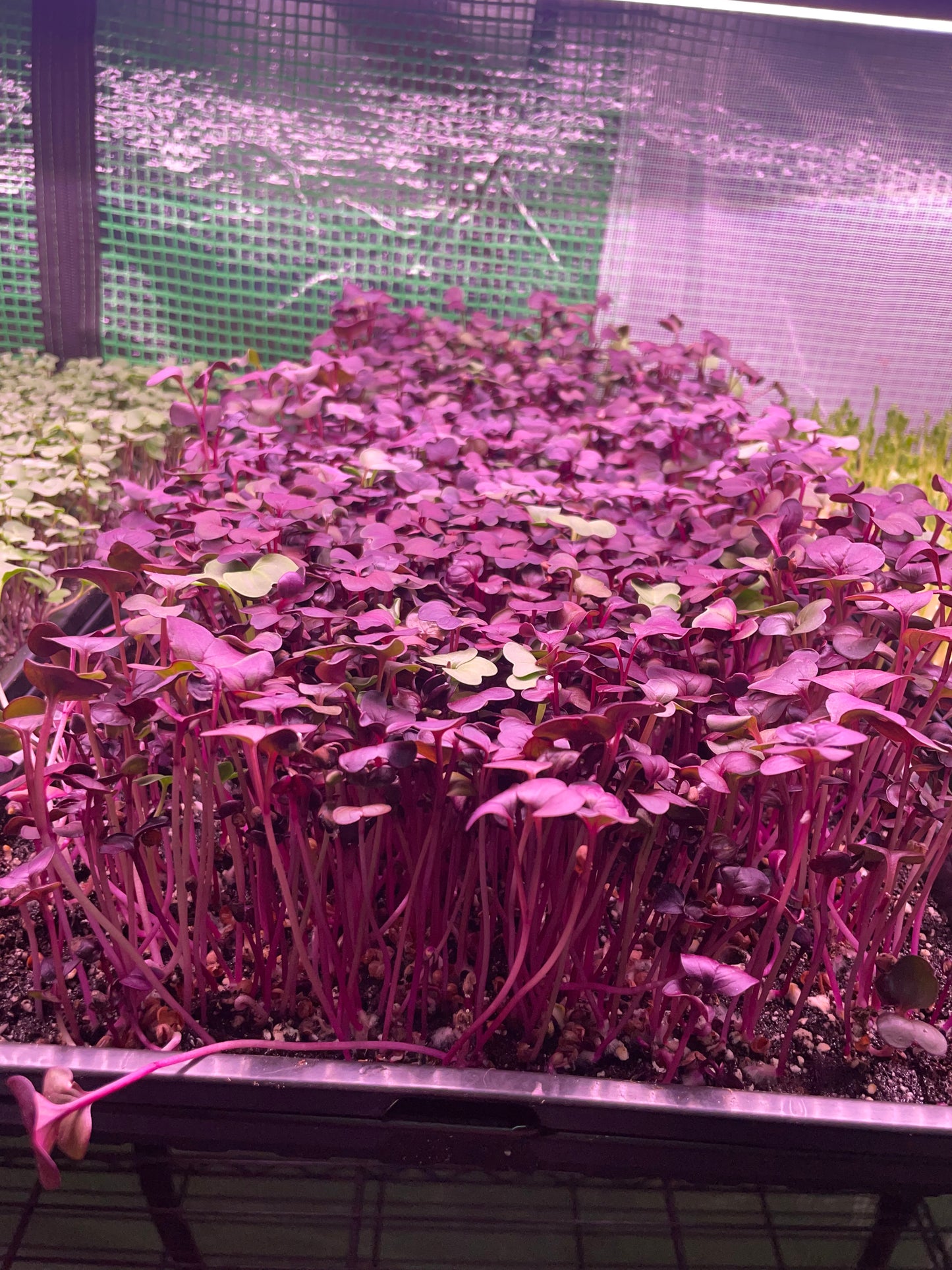 Radish Microgreens 4oz