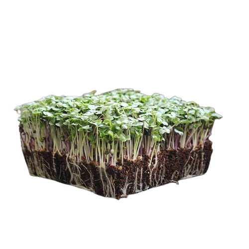 Cantaloupe Microgreens 3oz