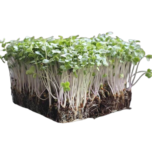 Broccoli Microgreens 3oz