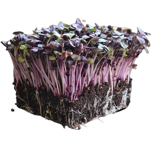 Radish Microgreens 2oz